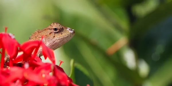 Cultural Tourism in Costa Rica 2